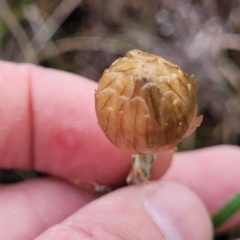 Podolepis jaceoides at Delegate, NSW - 23 Oct 2022