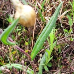 Podolepis jaceoides at Delegate, NSW - 23 Oct 2022