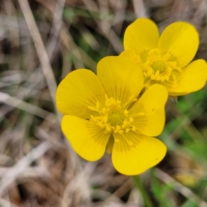 Ranunculus lappaceus at Delegate, NSW - 23 Oct 2022