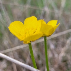 Ranunculus lappaceus at Delegate, NSW - 23 Oct 2022