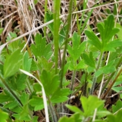 Ranunculus lappaceus at Delegate, NSW - 23 Oct 2022