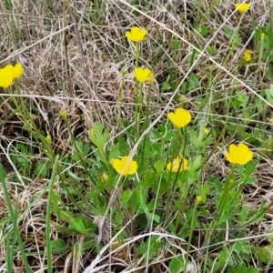 Ranunculus lappaceus at Delegate, NSW - 23 Oct 2022