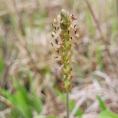 Plantago varia (Native Plaintain) at Delegate, NSW - 22 Oct 2022 by trevorpreston