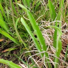 Plantago varia at Delegate, NSW - 23 Oct 2022