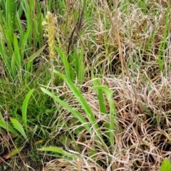 Plantago varia at Delegate, NSW - 23 Oct 2022 10:14 AM