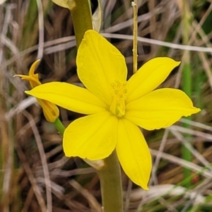 Bulbine bulbosa at Delegate, NSW - 23 Oct 2022