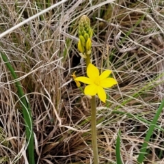 Bulbine bulbosa at Delegate, NSW - 23 Oct 2022 10:13 AM