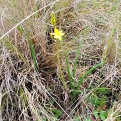 Bulbine bulbosa at Delegate, NSW - 23 Oct 2022 10:13 AM