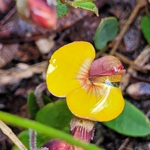 Bossiaea prostrata at Delegate, NSW - 23 Oct 2022