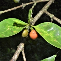 Cyclophyllum longipetalum at Shell Cove, NSW - 23 Oct 2022 by plants