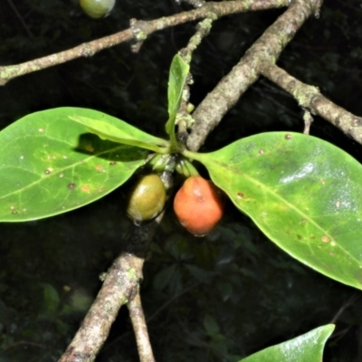 Cyclophyllum longipetalum at Shell Cove, NSW - 23 Oct 2022 by plants