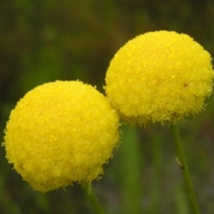 Craspedia variabilis (Common Billy Buttons) at Kambah, ACT - 23 Oct 2022 by MatthewFrawley