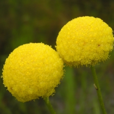 Craspedia variabilis (Common Billy Buttons) at Kambah, ACT - 23 Oct 2022 by MatthewFrawley