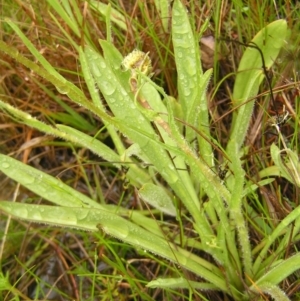 Craspedia variabilis at Kambah, ACT - suppressed