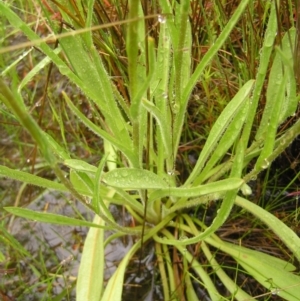 Craspedia variabilis at Kambah, ACT - suppressed