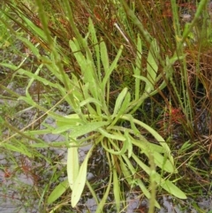 Craspedia variabilis at Kambah, ACT - suppressed