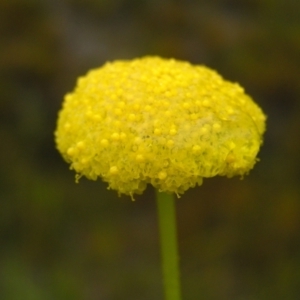 Craspedia variabilis at Kambah, ACT - suppressed