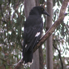 Strepera graculina (Pied Currawong) at Mount Taylor - 23 Oct 2022 by MatthewFrawley