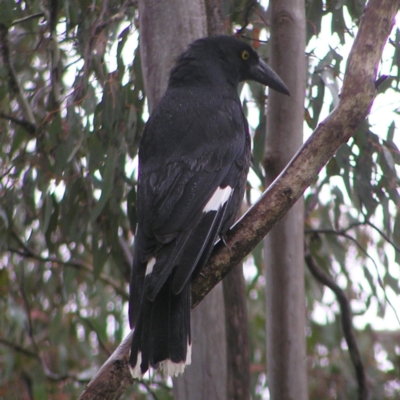 Strepera graculina (Pied Currawong) at Kambah, ACT - 23 Oct 2022 by MatthewFrawley