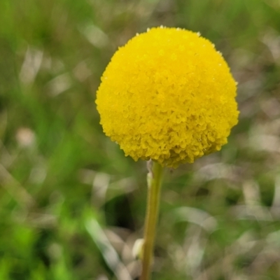 Craspedia variabilis (Common Billy Buttons) at Delegate, NSW - 22 Oct 2022 by trevorpreston