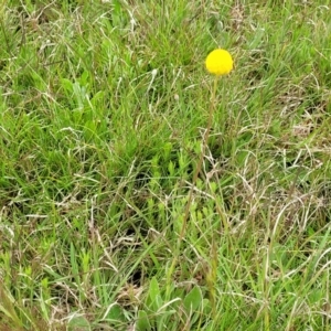 Craspedia variabilis at Delegate, NSW - suppressed