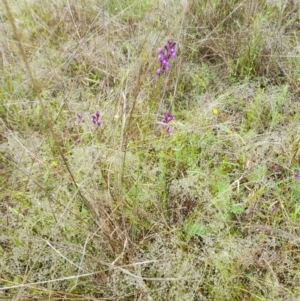 Linaria pelisseriana at Holt, ACT - 23 Oct 2022