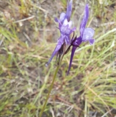 Linaria pelisseriana at Holt, ACT - 23 Oct 2022 12:07 PM