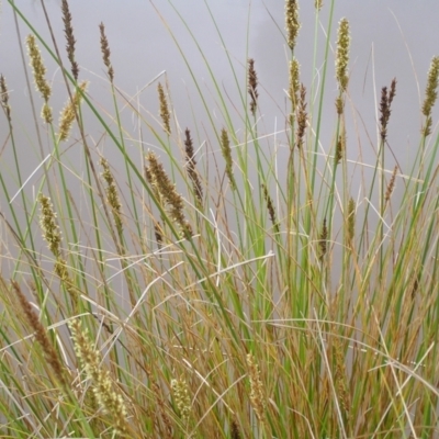 Carex appressa (Tall Sedge) at Mount Taylor - 23 Oct 2022 by MatthewFrawley