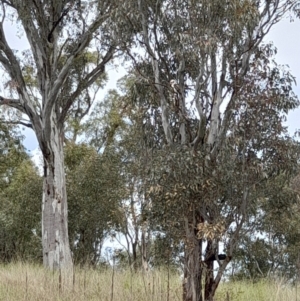 Dacelo novaeguineae at Coree, ACT - 23 Oct 2022 12:12 PM