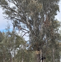 Dacelo novaeguineae at Coree, ACT - 23 Oct 2022 12:12 PM