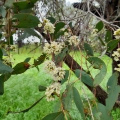 Eucalyptus dives at Coree, ACT - 23 Oct 2022 12:22 PM