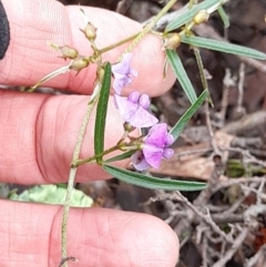 Glycine clandestina (Twining Glycine) at Coree, ACT - 23 Oct 2022 by VanceLawrence