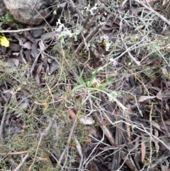 Glycine clandestina at Coree, ACT - 23 Oct 2022 12:43 PM