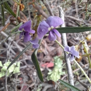 Glycine clandestina at Coree, ACT - 23 Oct 2022