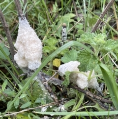 Mucilago crustacea at Hackett, ACT - 23 Oct 2022 05:12 PM