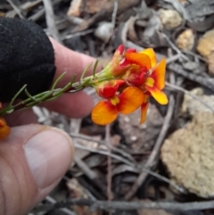 Dillwynia sericea (Egg And Bacon Peas) at Coree, ACT - 23 Oct 2022 by VanceLawrence