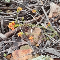 Dillwynia sericea at Coree, ACT - 23 Oct 2022