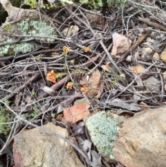 Dillwynia sericea at Coree, ACT - 23 Oct 2022