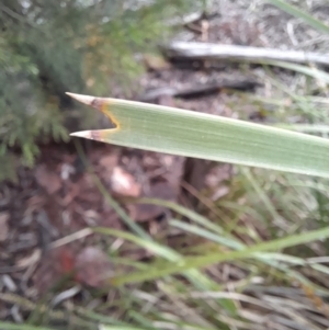 Lomandra longifolia at Coree, ACT - 23 Oct 2022