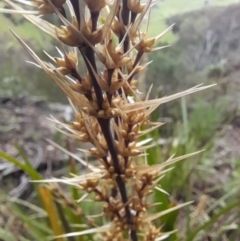 Lomandra longifolia at Coree, ACT - 23 Oct 2022