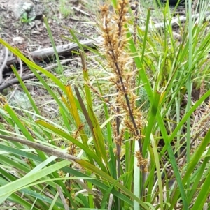 Lomandra longifolia at Coree, ACT - 23 Oct 2022