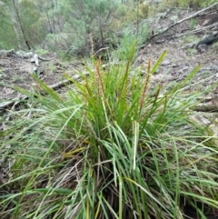 Lomandra longifolia at Coree, ACT - 23 Oct 2022 01:10 PM