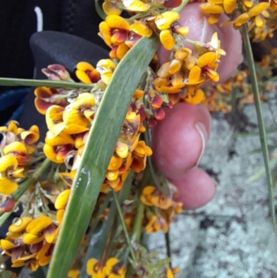 Daviesia mimosoides (Bitter Pea) at Coree, ACT - 23 Oct 2022 by VanceLawrence