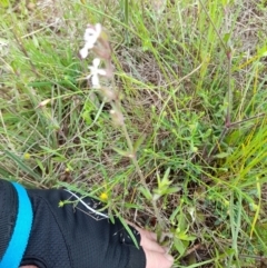 Silene gallica var. gallica (French Catchfly) at Coree, ACT - 23 Oct 2022 by VanceLawrence