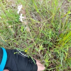 Silene gallica var. gallica at Coree, ACT - 23 Oct 2022