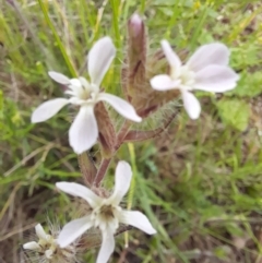 Silene gallica var. gallica at Coree, ACT - 23 Oct 2022