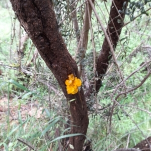 Tremella mesenterica at Coree, ACT - 23 Oct 2022