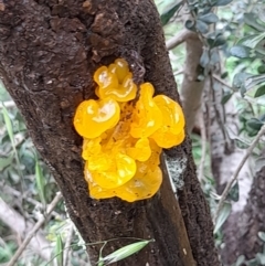 Tremella mesenterica at Coree, ACT - 23 Oct 2022 01:33 PM