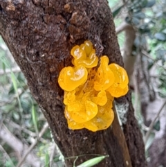 Tremella mesenterica at Coree, ACT - 23 Oct 2022 01:33 PM