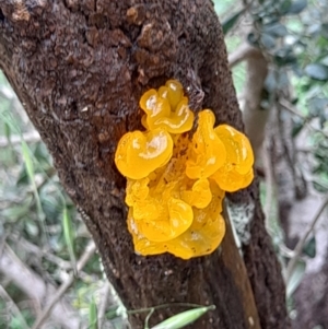 Tremella mesenterica at Coree, ACT - 23 Oct 2022